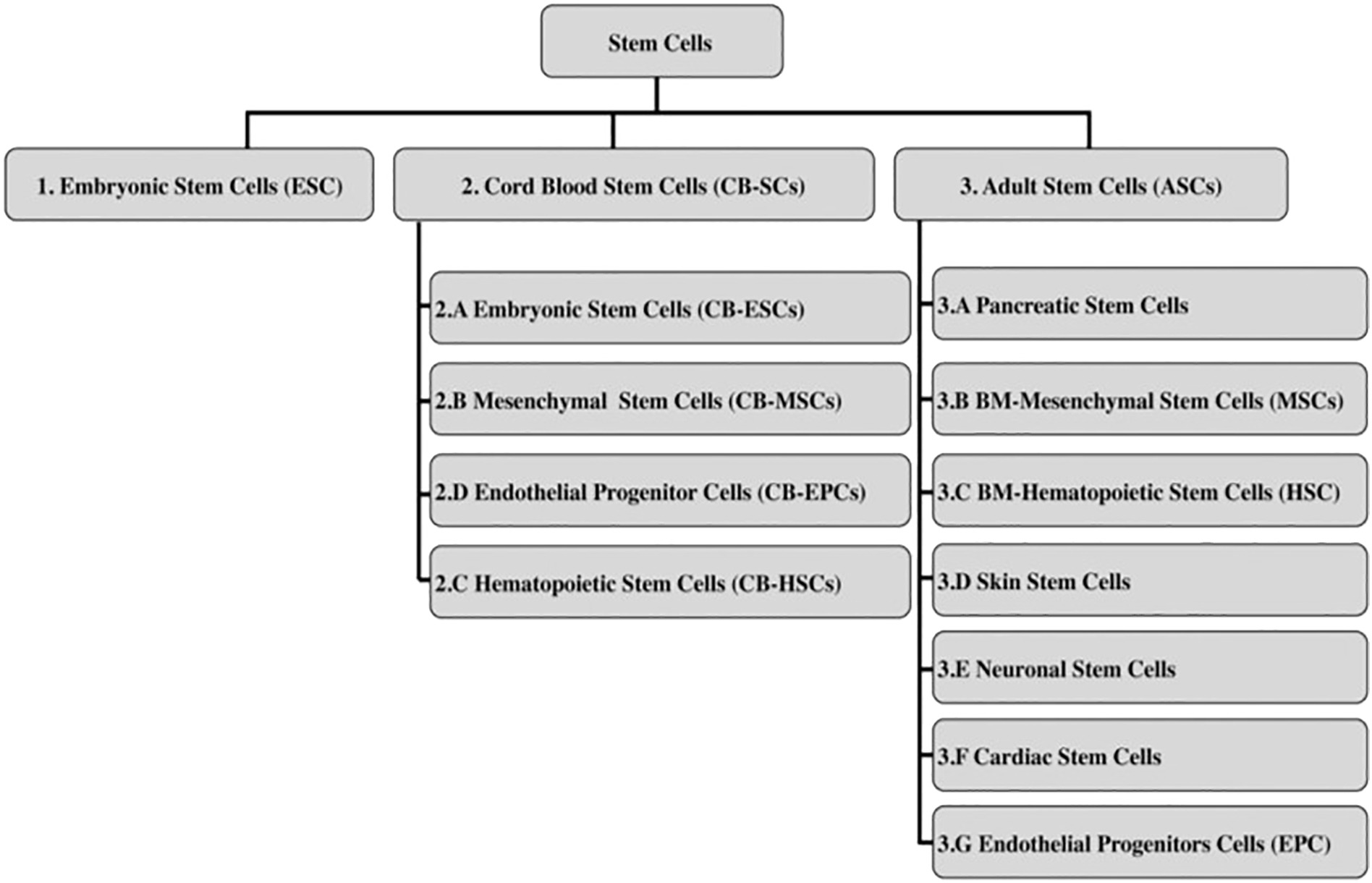 圖2：干細胞分類(lèi)