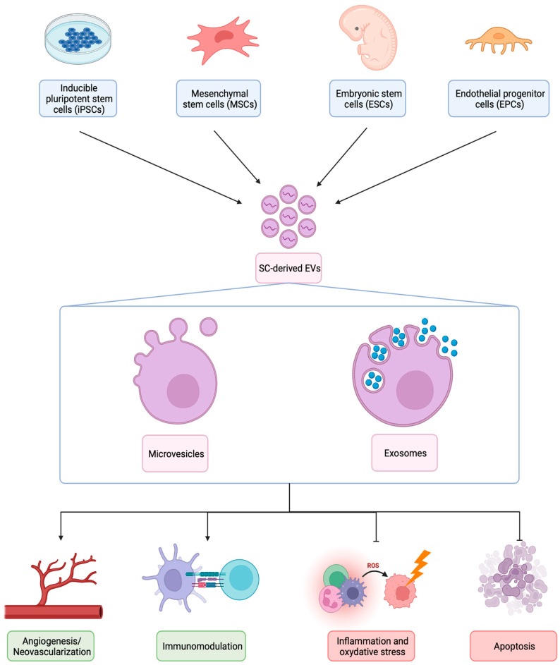 圖1：不同類(lèi)型SC衍生EV的生物發(fā)生、結構和治療機制