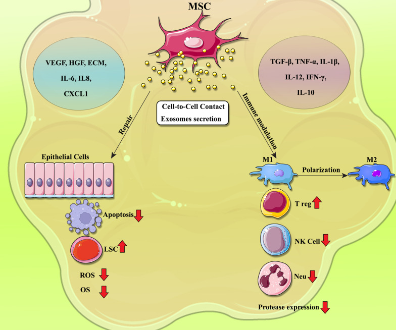 圖1:間充質(zhì)干細胞?(MSCs)?在COPD中調節炎癥和肺組織修復的機制 圖1:間充質(zhì)干細胞?(MSCs)?在COPD中調節炎癥和肺組織修復的機制