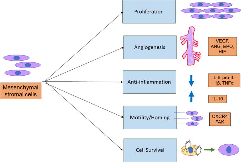 間充質(zhì)干細胞的治療作用   