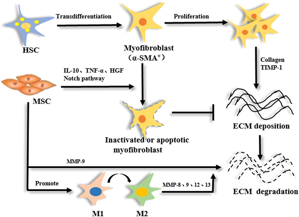間充質(zhì)干細胞 (MSC) 減少纖維化的機制