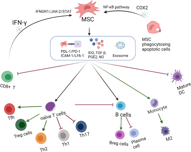 間充質(zhì)干細胞的免疫抑制機制 間充質(zhì)干細胞的免疫抑制機制
