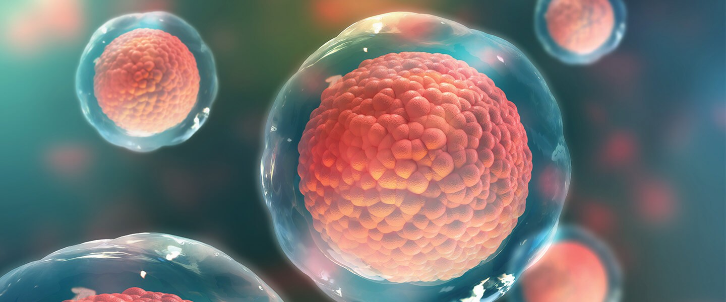 干細胞：它們是什么以及它們的作用？