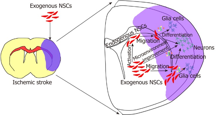 圖2：外源性神經(jīng)干細胞移植治療腦缺血性中風(fēng)