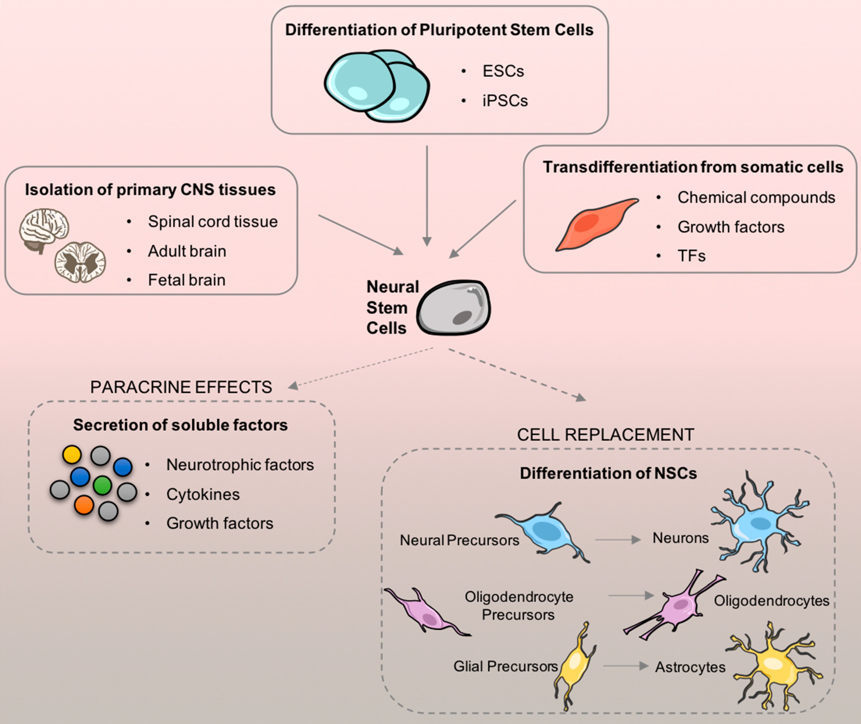 圖1.?神經(jīng)干細胞 (NSC) 來(lái)源及其在細胞移植后的治療適用性。