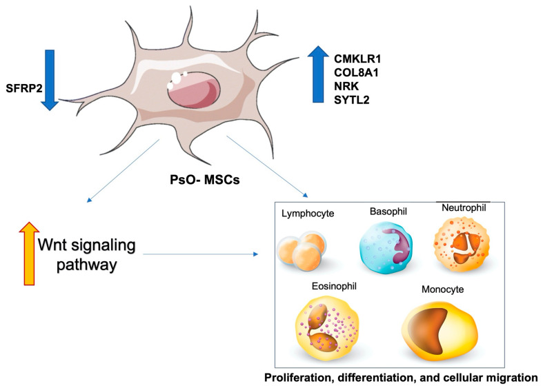 圖4:PsO-MSCs與免疫細胞的關(guān)系 圖4:PsO-MSCs與免疫細胞的關(guān)系