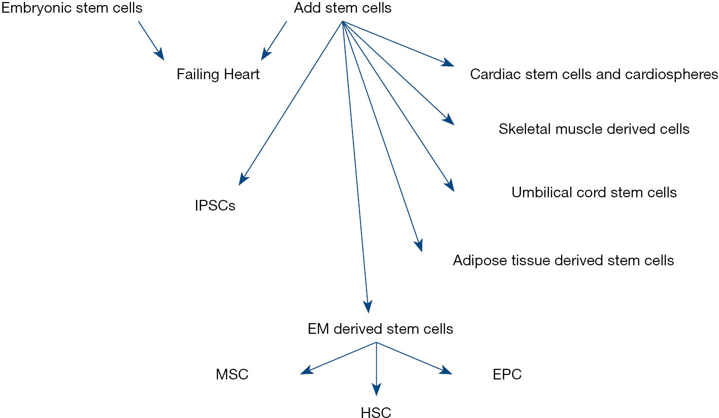 用于心臟再生的干細胞種類(lèi) 用于心臟再生的干細胞種類(lèi)