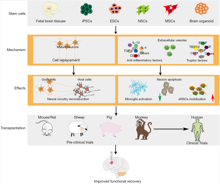 圖1：干細胞類(lèi)型及治療缺血性腦損傷的治療機制。