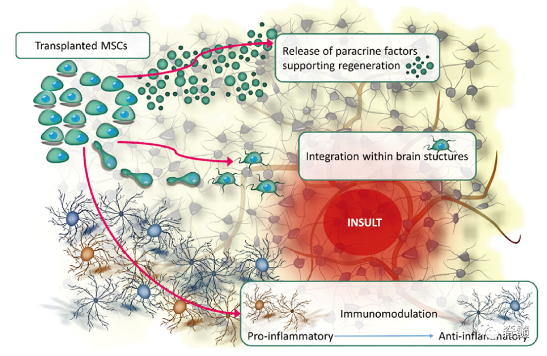 02間充質(zhì)干細胞的作用機制