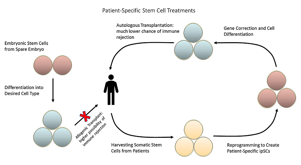 圖2：可以從患者體內采集成體干細胞并將其重新編程為誘導多能干細胞，以創(chuàng  )建針對患者的療法，從而降低免疫排斥的風(fēng)險