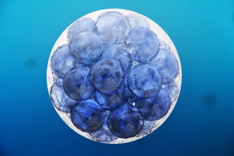 什么是組織干細胞？