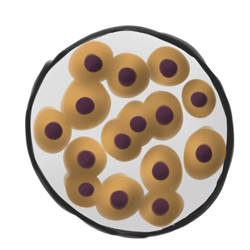 3.分裂繼續。