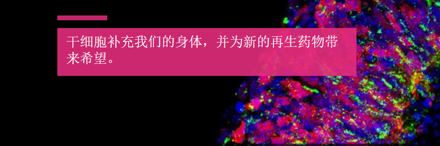 干細胞——區分炒作與現實(shí)