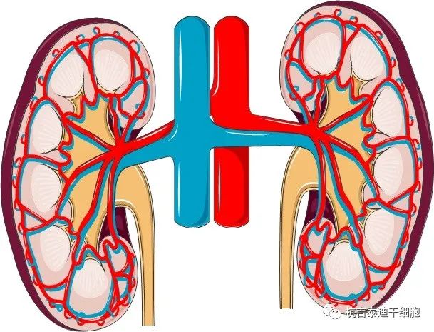 腎臟疾?。焊杉毎煼ㄈ绾螌ζ涮峁椭?？