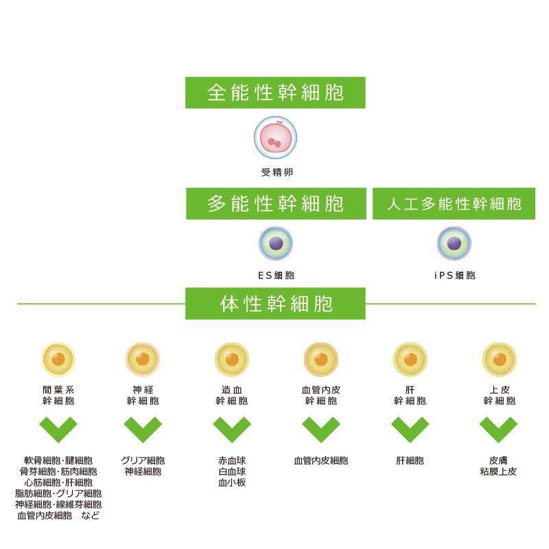 干細胞的種類(lèi)