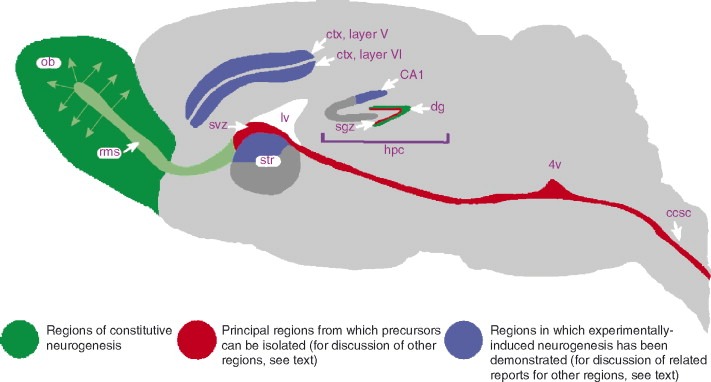 神經(jīng)干細胞是什么類(lèi)型的干細胞