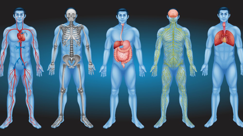 干細胞從何而來(lái)