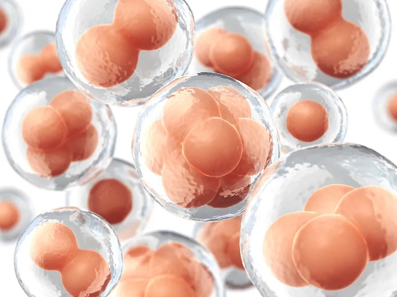 為什么要進(jìn)行干細胞移植 為什么要進(jìn)行干細胞移植