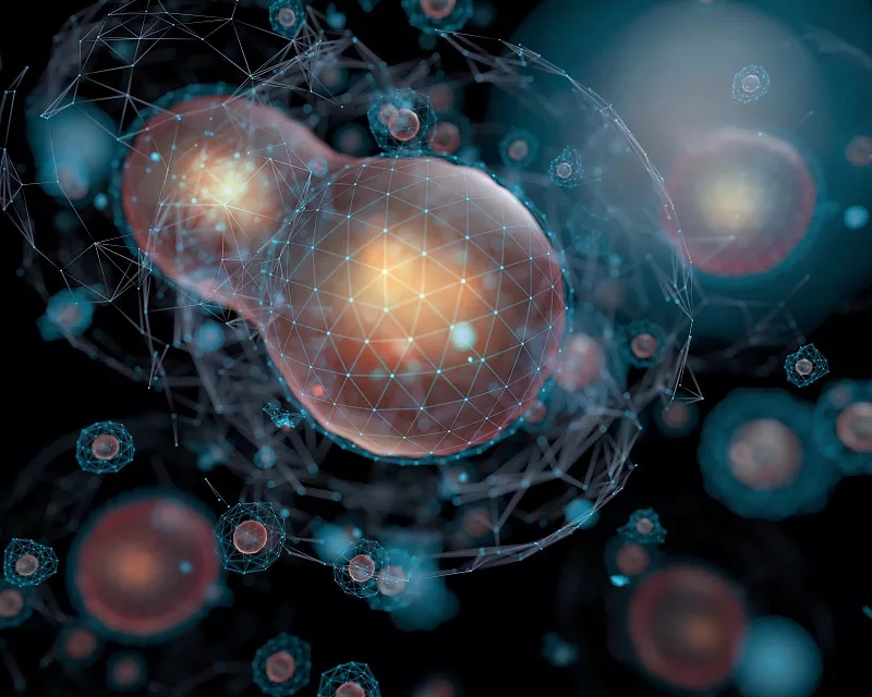 為什么對干細胞有爭議？