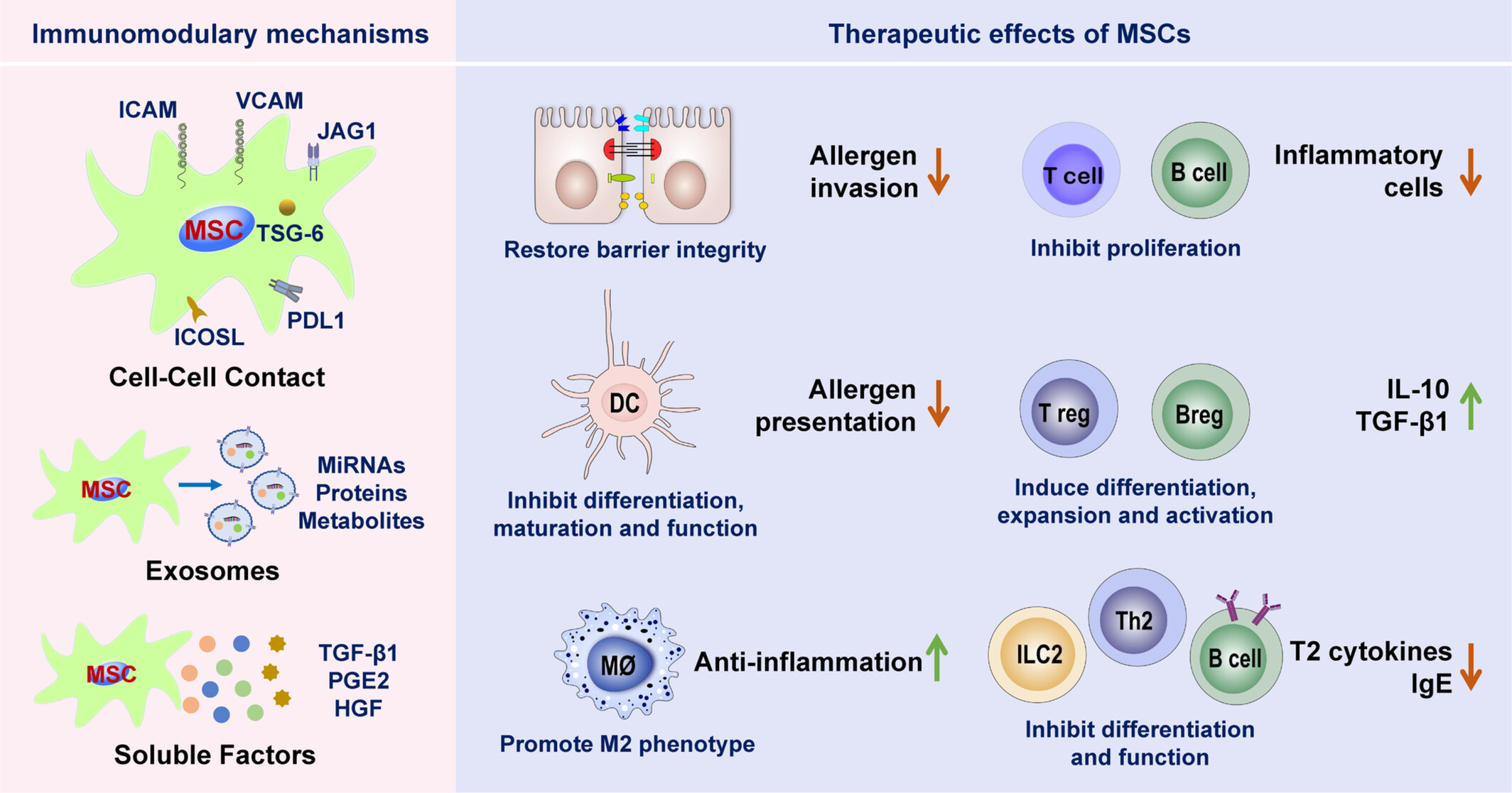 圖2：間充質(zhì)干細胞治療過(guò)敏性鼻炎的免疫調節作用和機制