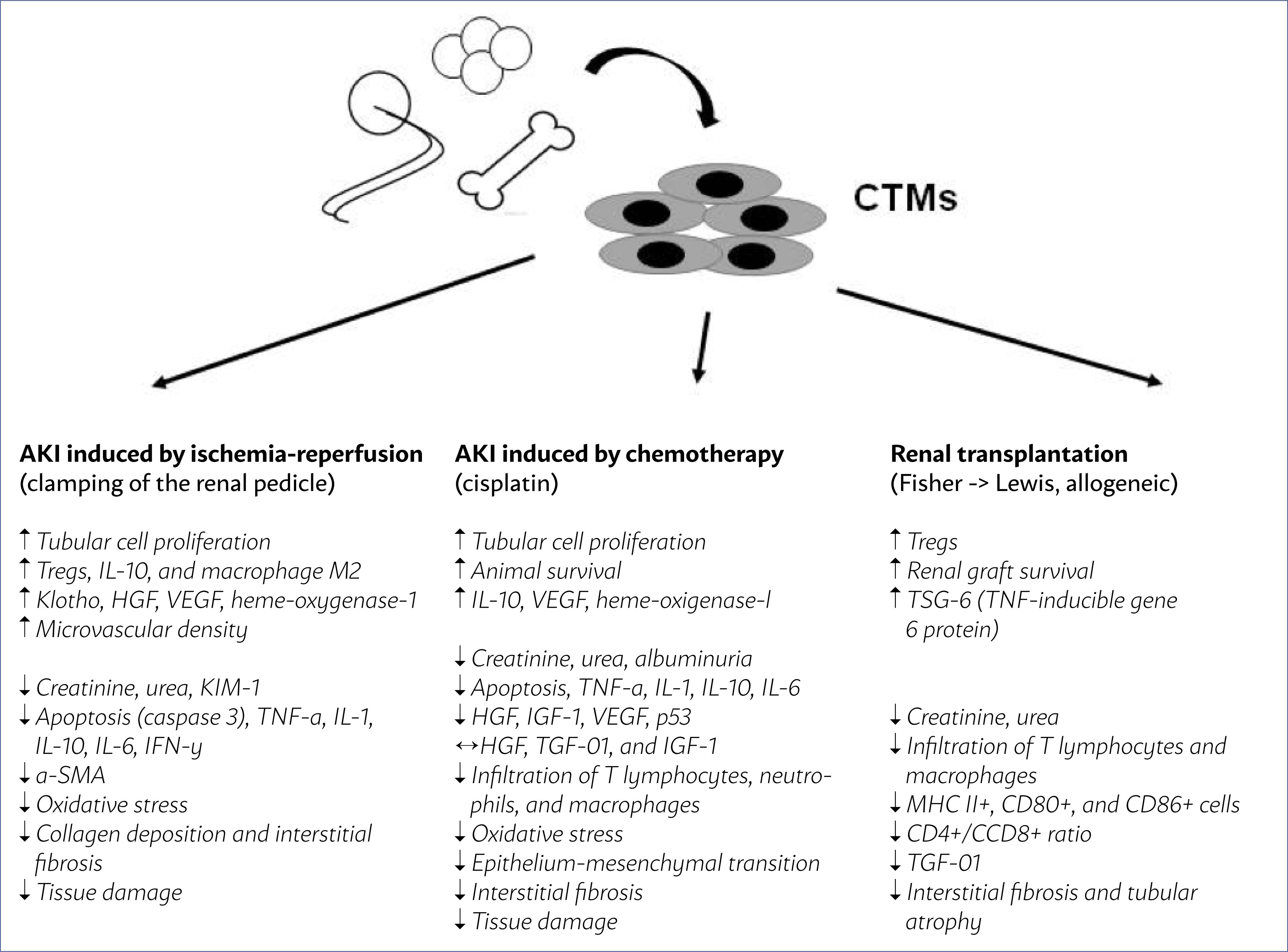 圖1：從骨髓、脂肪組織和臍帶中提取的間充質(zhì)干細胞在幾種AKI模型中通過(guò)腎蒂鉗夾缺血再灌注、化療（順鉑）和腎移植的主要作用。