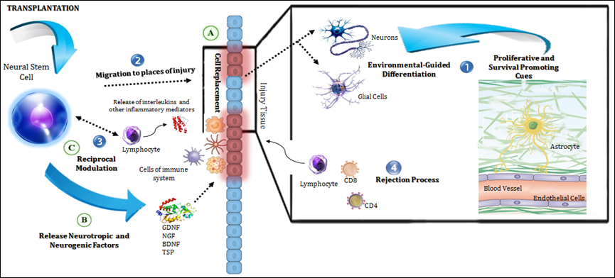 移植的神經(jīng)干細胞在宿主中的作用機制