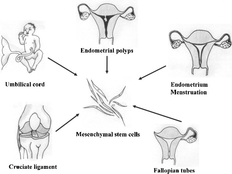 圖1。各種新的MSC來(lái)源。細胞經(jīng)過(guò)分離培養，可分化為三個(gè)胚層用于移植