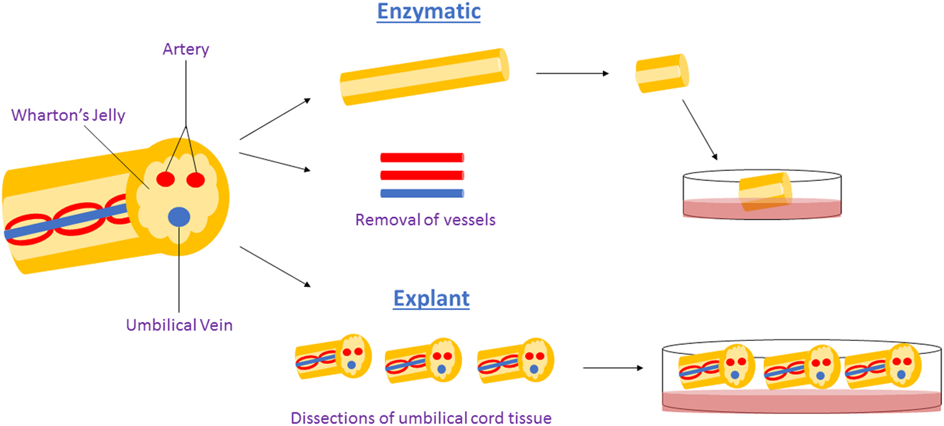 圖1：用于獲得WJ-MSCs沃頓氏膠質(zhì)間充質(zhì)干細胞的酶法與外植體法。