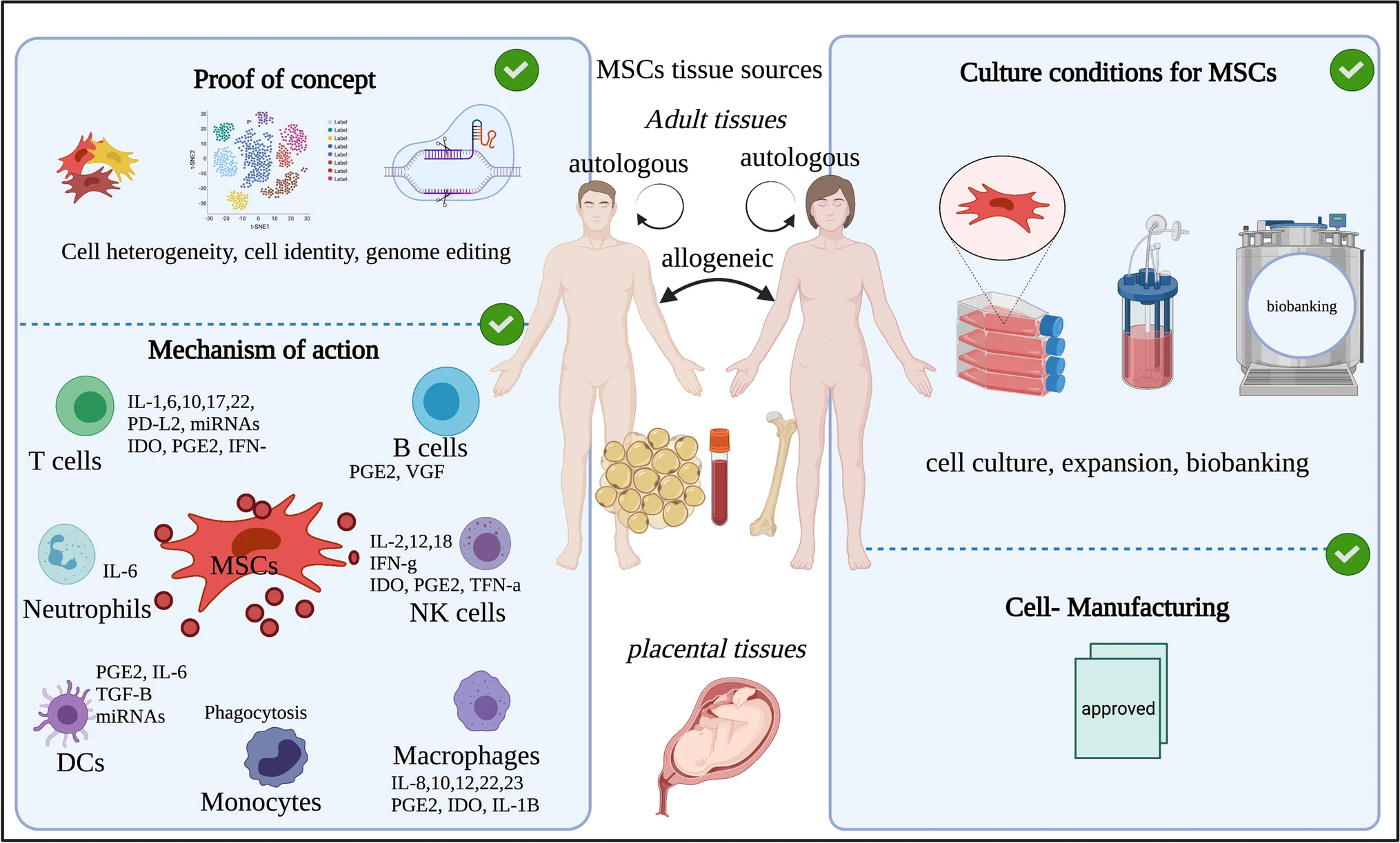 圖1：間充質(zhì)干細胞的來(lái)源和四個(gè)重點(diǎn)領(lǐng)域的示意圖。