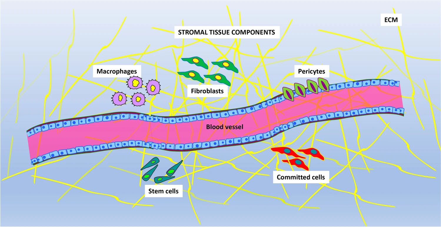 圖片顯示存在于基質(zhì)組織中的主要成分。不同的細胞表型與血管和細胞外基質(zhì) (ECM) 成分混合在一起。主要的細胞類(lèi)型是：巨噬細胞、成纖維細胞、周細胞、定向細胞和干細胞