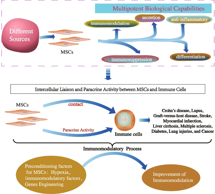間充質(zhì)干細胞的免疫調節機制和治療潛力