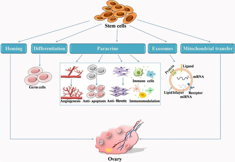 干細胞治療原發(fā)性卵巢功能不全的機制 干細胞治療原發(fā)性卵巢功能不全的機制
