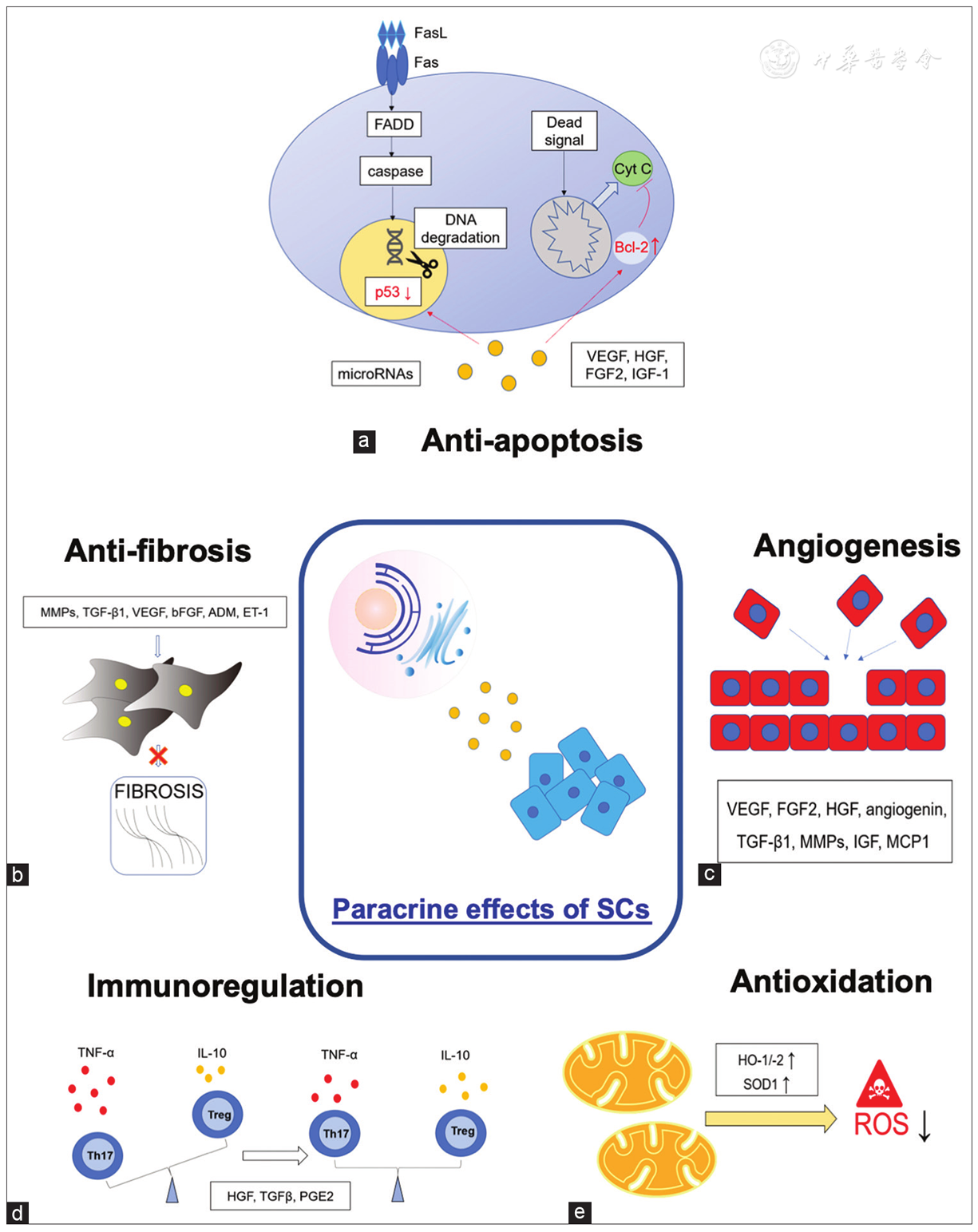 圖3：干細胞療法中涉及的旁分泌機制。