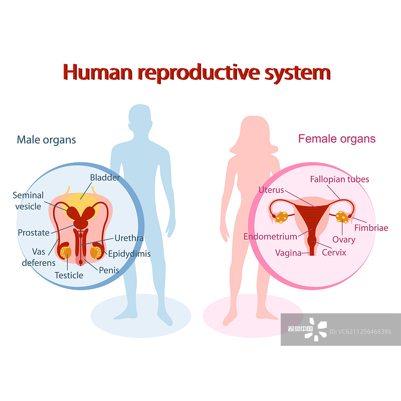 生殖學(xué)中的干細胞療法