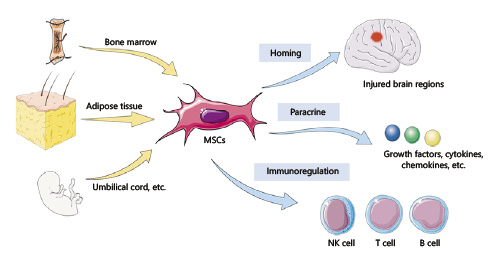 間充質(zhì)干細胞治療神經(jīng)退行性疾病的機制