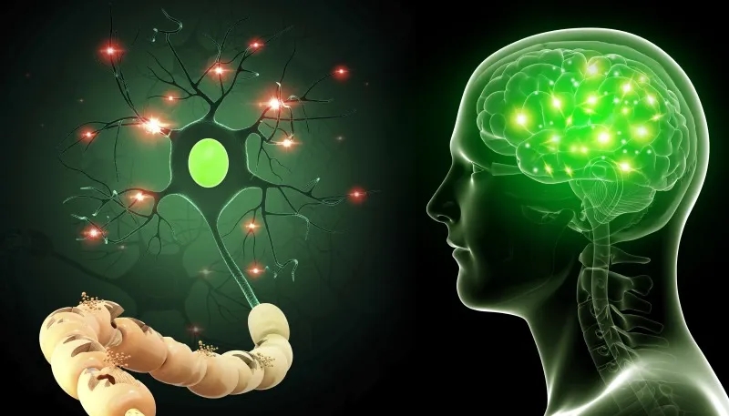 用于神經(jīng)系統疾病的干細胞 用于神經(jīng)系統疾病的干細胞