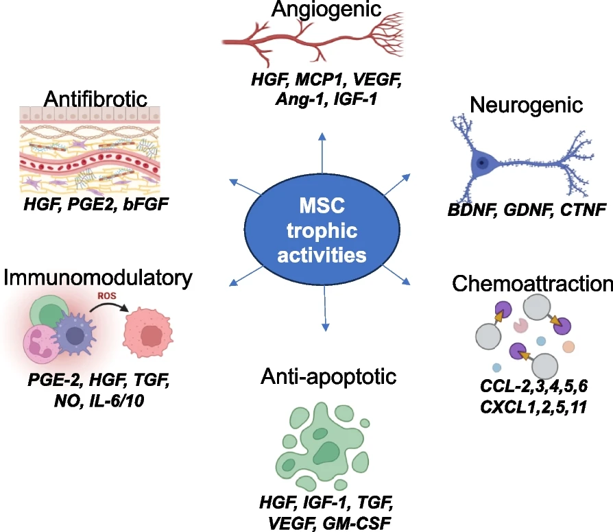 間充質(zhì)干細胞的功能：間充質(zhì)干細胞的關(guān)鍵營(yíng)養功能和參與組織修復和免疫調節的生物活性因子的示意圖