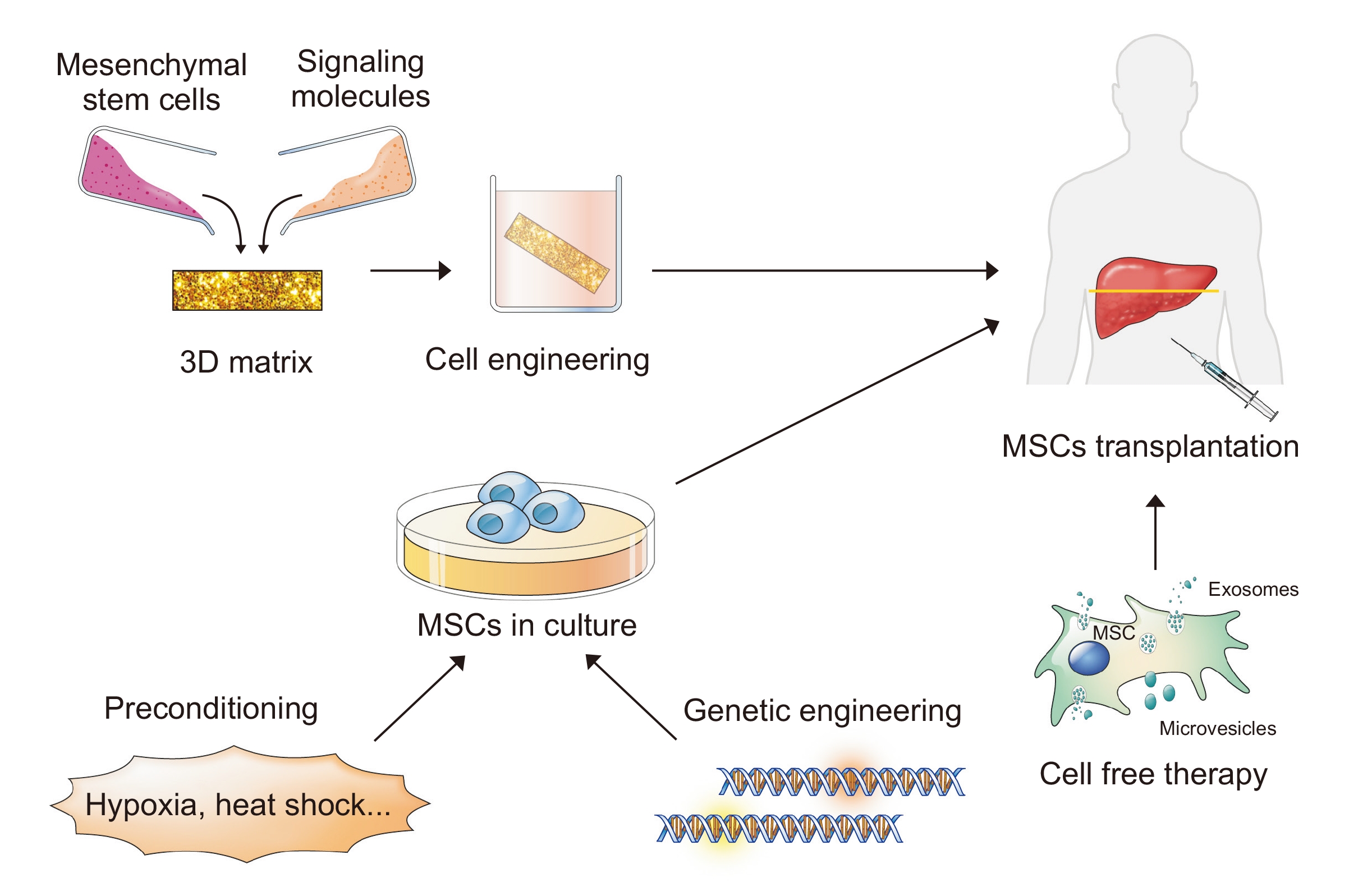 提高間充質(zhì)干細胞（MSC）療法療效的策略。