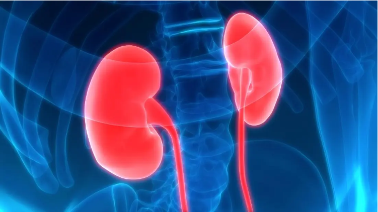 關(guān)于腎炎-類(lèi)型-病因-癥狀-診斷-治療 關(guān)于腎炎-類(lèi)型-病因-癥狀-診斷-治療