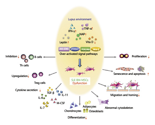SLE中BM-MSC的功能障礙。來(lái)自狼瘡小鼠或患者的BM-MSC表現出遷移、增殖、分化和免疫調節能力受損，并且衰老加劇。SLE中體內炎癥環(huán)境異常以及JAK-STAT、p53/p21、PI3K/Akt、Wnt/beta-catenin等信號通路的異?？赡芘cBM-MSCs的缺陷有關(guān)。
