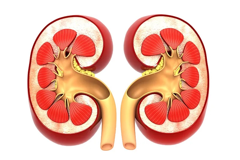 急性腎衰竭-原因-癥狀-診斷-治療-預防 急性腎衰竭-原因-癥狀-診斷-治療-預防