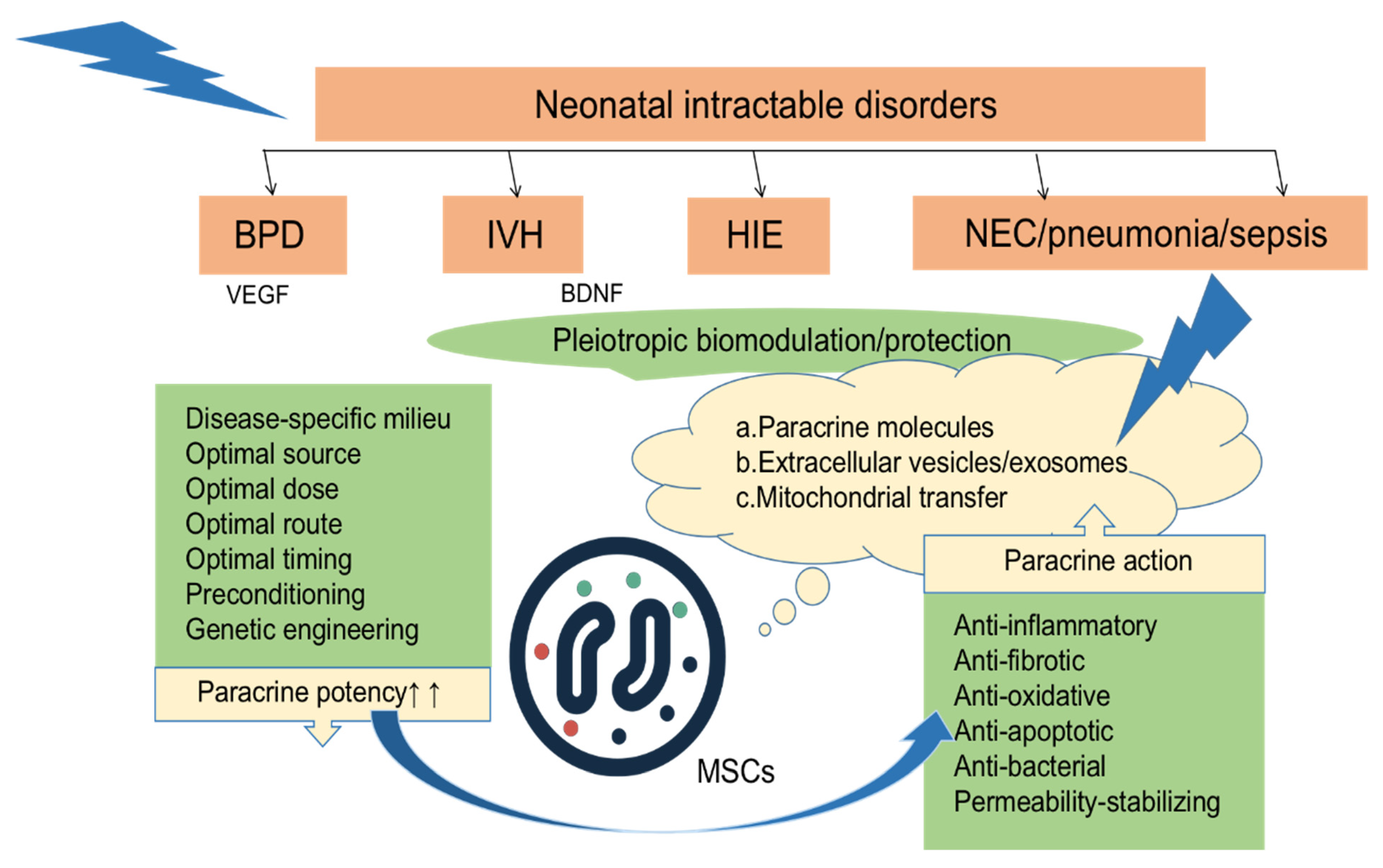 圖2：MSCs局部或全身移植到各種組織損傷部位后，通過(guò)分泌多種因子發(fā)揮抗炎、抗纖維化、抗氧化、抗凋亡、抗菌、穩定通透性等旁分泌作用。