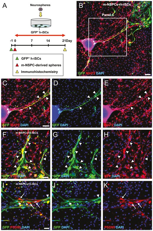 h-iSCs可以與m-NSPCs共培養形成神經(jīng)元回路。