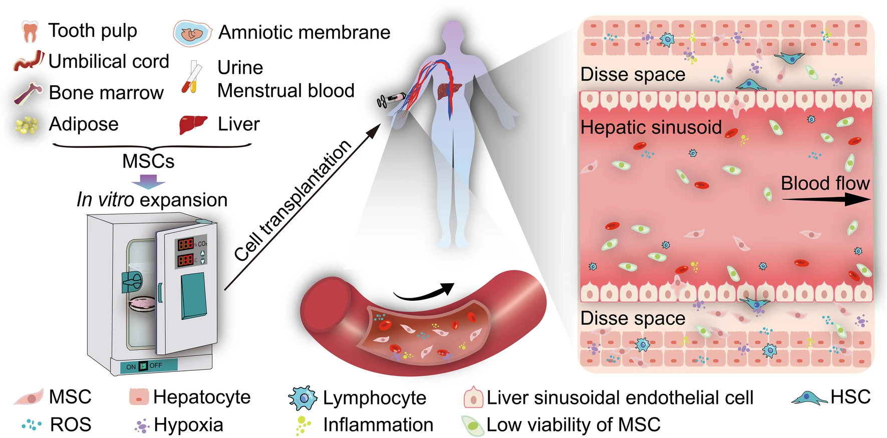 圖1：間充質(zhì)干細胞移植治療肝病的體外和體內條件存在巨大差異