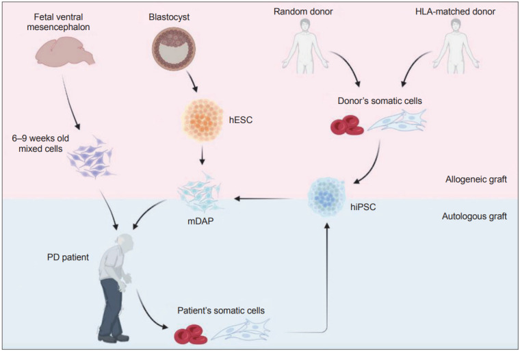 圖1：帕金森病 (PD) 細胞替代療法的潛在細胞來(lái)源比較。