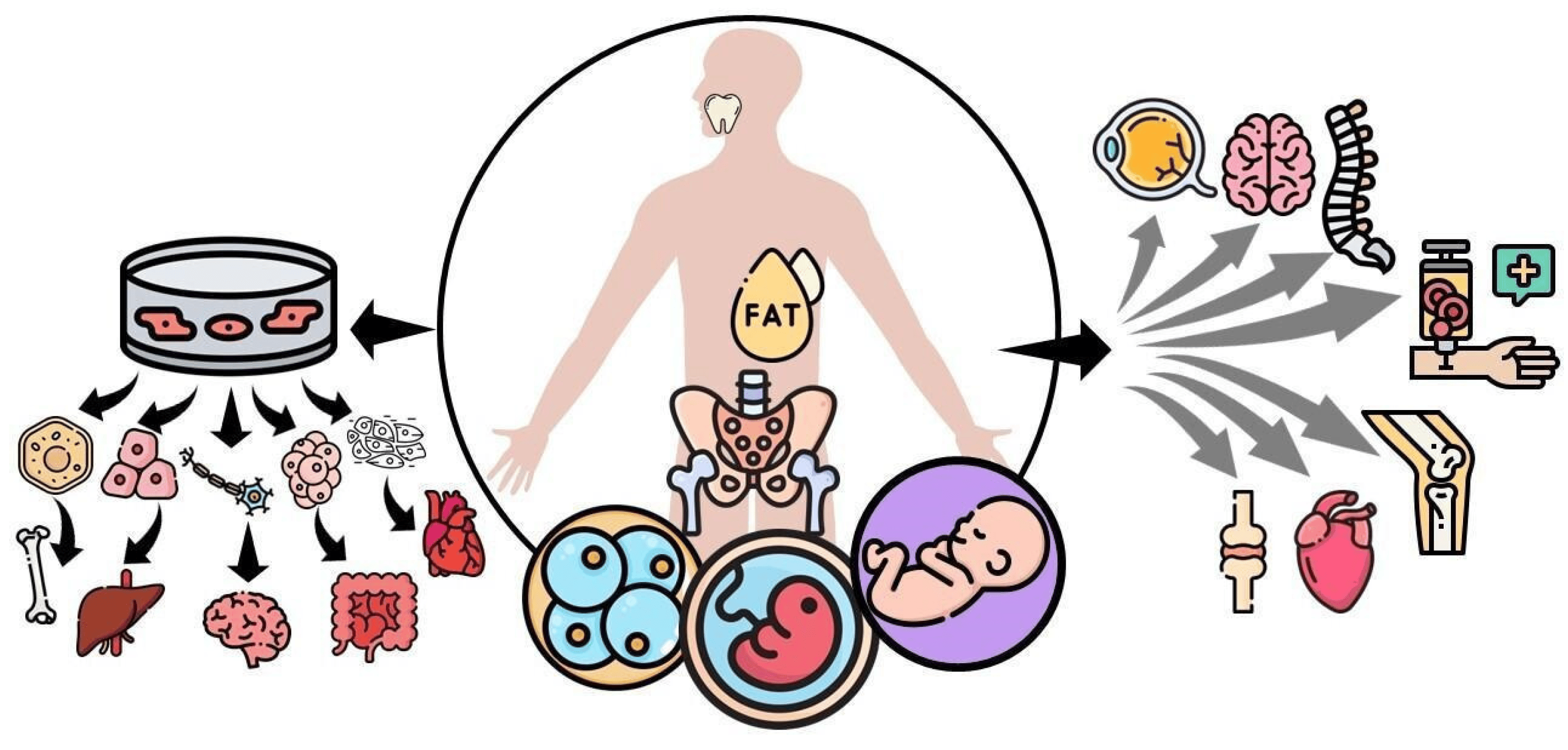 圖1：間充質(zhì)干細胞 (MSC) 可根據提取時(shí)的發(fā)育階段進(jìn)行分類(lèi)，例如胚胎、胎兒、嬰兒或成人間充質(zhì)干細胞。