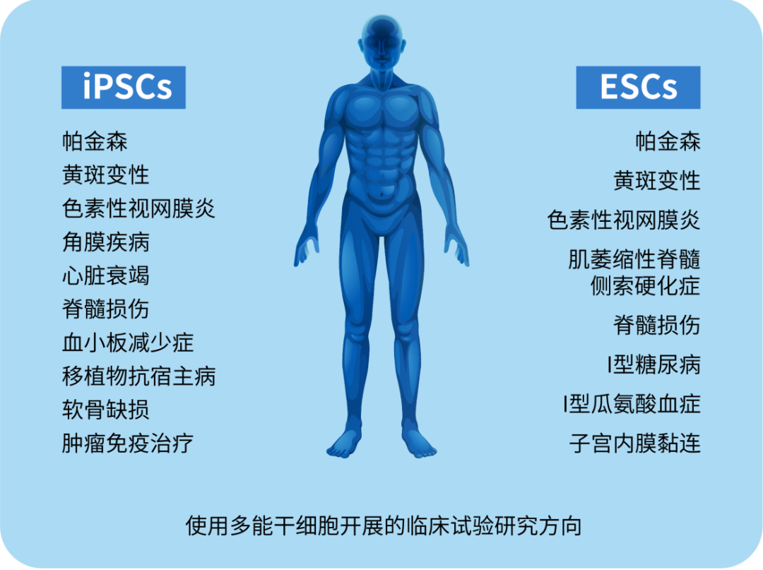 多能干細胞及其當前在醫學(xué)中的應用