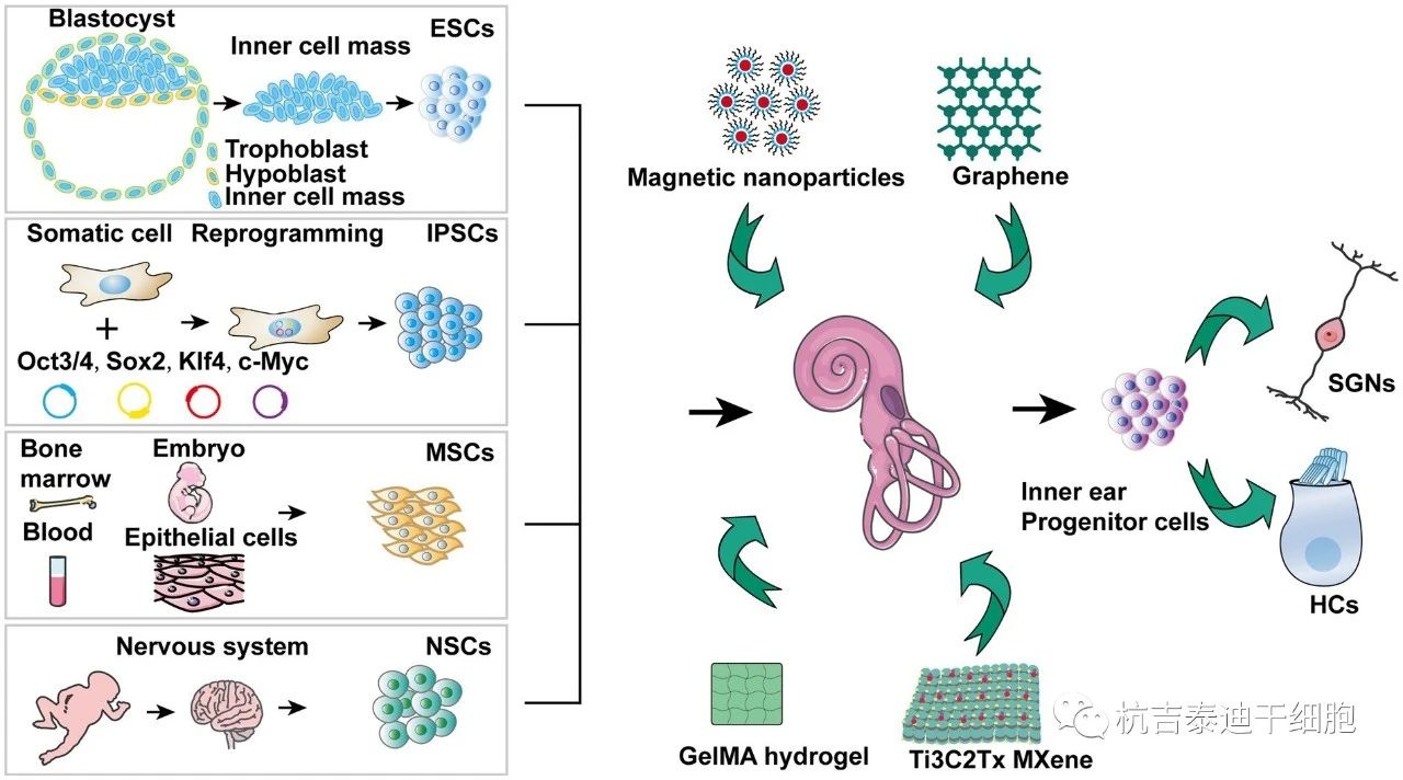 圖1. 針對干細胞治療聽(tīng)力障礙的機制。