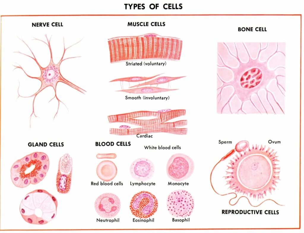 人體形形色色的細胞類(lèi)型 人體形形色色的細胞類(lèi)型