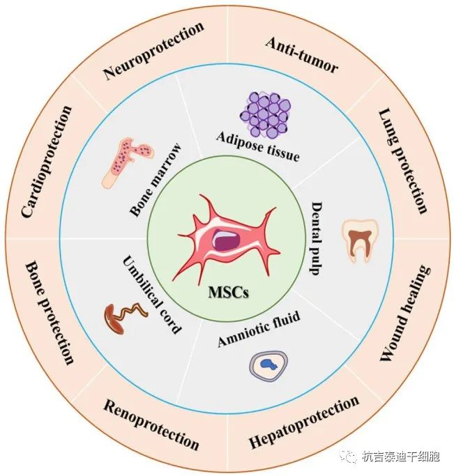 圖1：間充質(zhì)干細胞的來(lái)源和應用